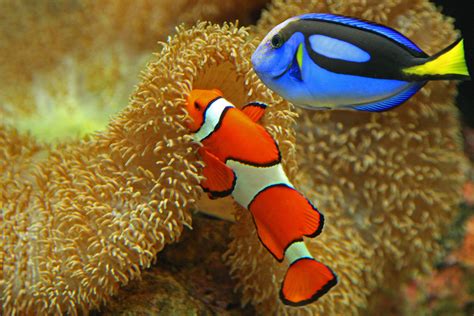 What Fish Eat Clownfish? A Guide To Reef Predators