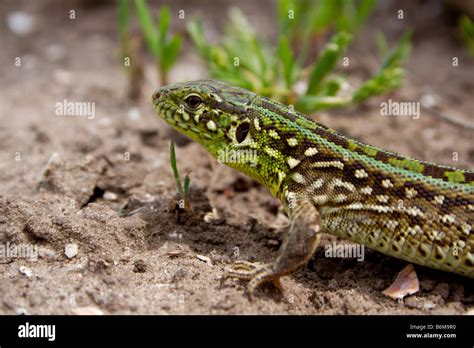 Image result for Spring Lizard