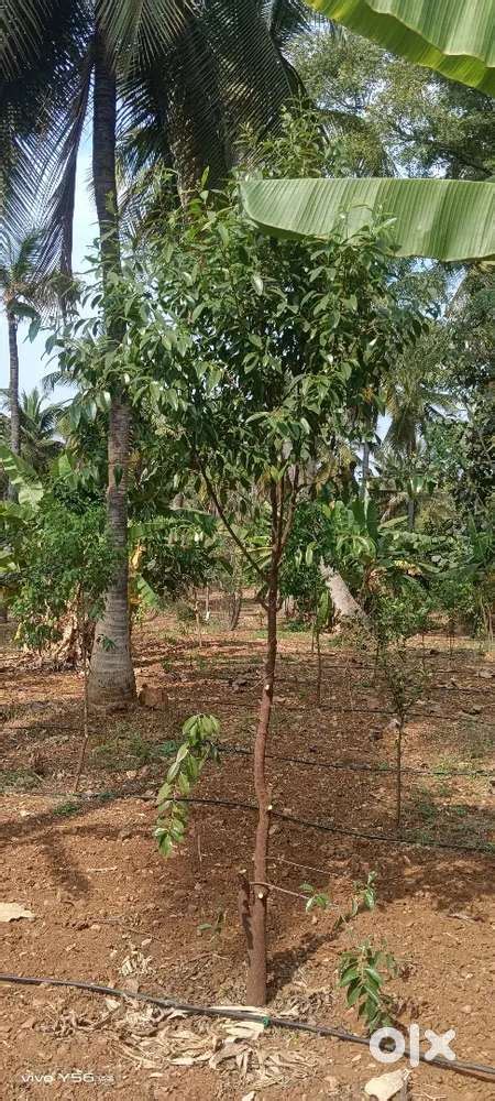 AGRICULTURE LAND AT Gouribidanur highway with good land appreciation ...