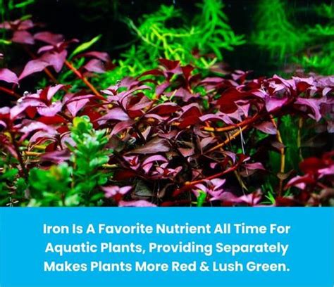 Aquanature Root Capsules Slow Releasing Nutrients for Freshwater ...