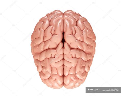 Normal Human Brain 的图像结果