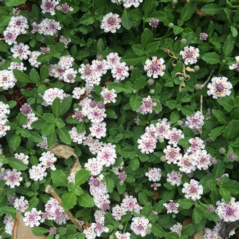 Phyla nodiflora - Vivero Pullally
