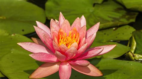 Wallpaper nymphaea tetragona, flower, petals, drops, macro, pink hd ...