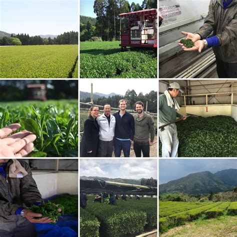 Matcha Advent Calendar with Free Worldwide Shipping - Nio Teas