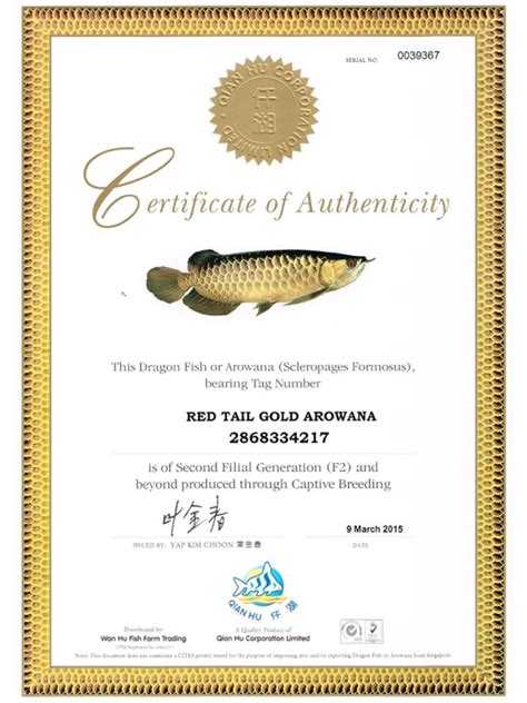 Asia Arowana Red Grad II incl Cites vom Händler Versand möglich Gr 16 ...