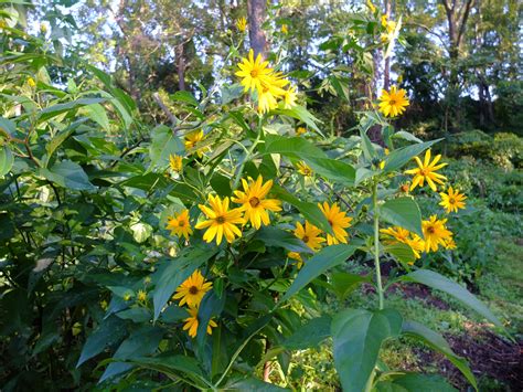 Jerusalem Artichoke Plant