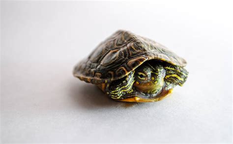 Image result for Tortoise Inside Shell