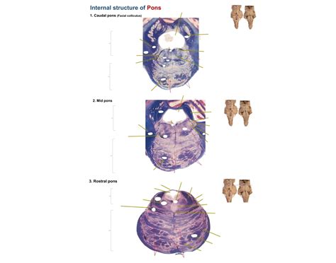 Image result for Pons Function