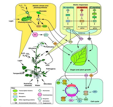 Stress Biology 的图像结果
