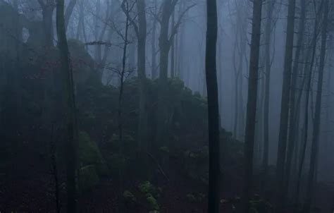 Wallpaper forest, trees, nature, fog, stones, moss for mobile and ...