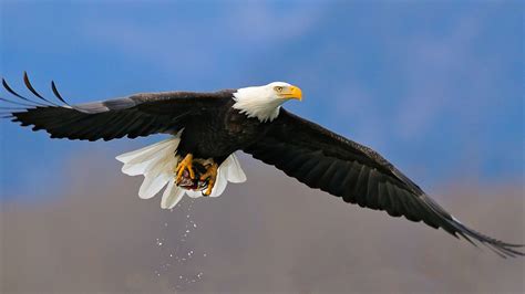 Bald Eagle Wallpapers - Wallpaper Cave