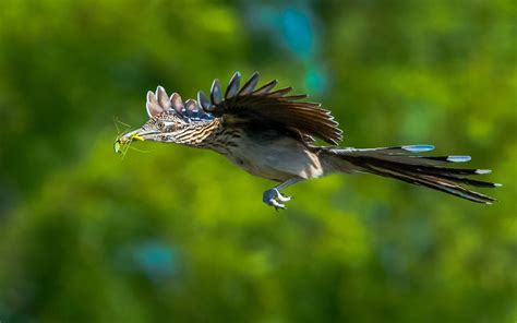 Greater Roadrunner | Audubon Field Guide