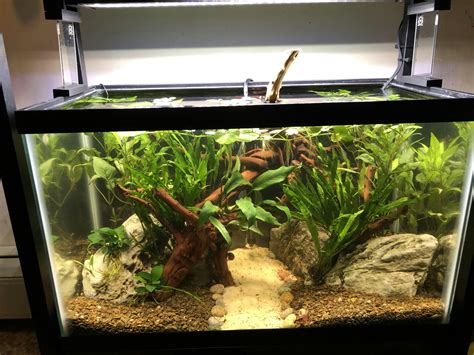 Java Fern Small Leaves at Tip 的图像结果