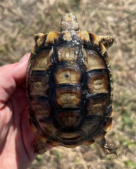 Image result for Tortoise