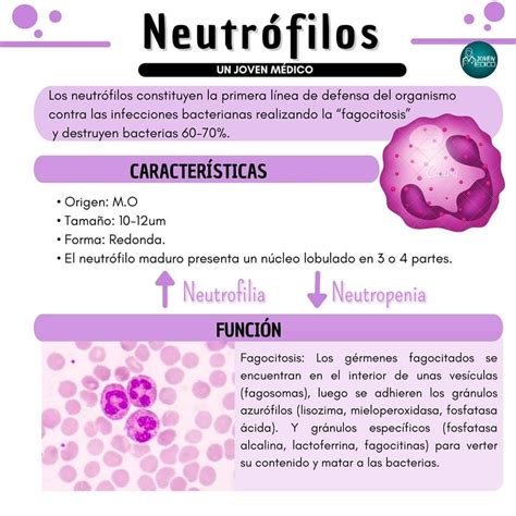 an info sheet describing the different types of neutrolfiloss in spanish