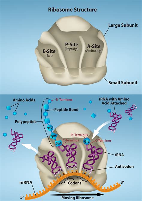 Image result for Ribosomes Structure and Function