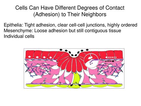 Image result for Adhesion Cell Sorting
