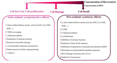 Potential Adverse Effects of Resveratrol: A Literature Review