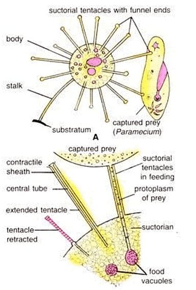 Protozoa: Nutrition - Zoology Optional Notes for UPSC PDF Download