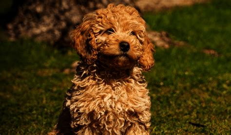 Image result for Cockapoo Poo