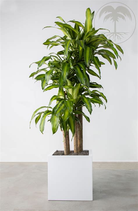 Planterra • Dracaena Mass Cane Corn Plant for Offices | Planterra