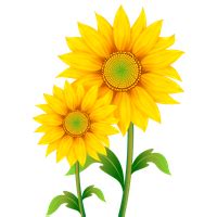 Image result for Screen Size in Python
