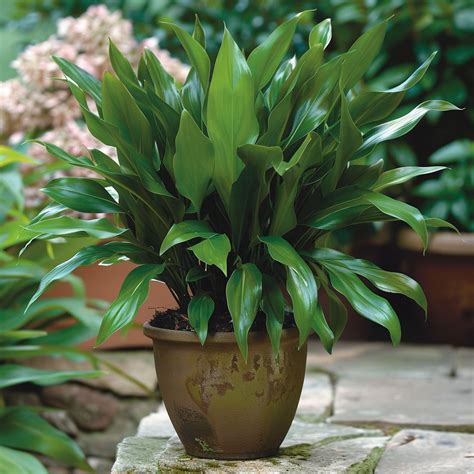 Big Leaf Plants for Indoor & Outdoor: Top 17 Giant Varieties