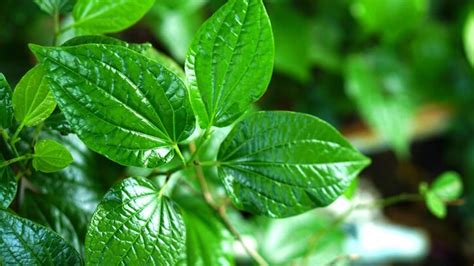 Health Benefits Of Betel Leaf | OnlyMyHealth