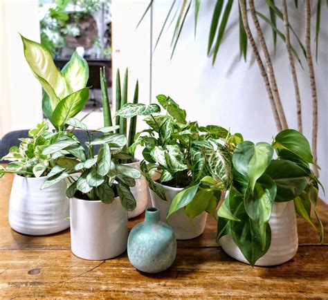 Buy Plants Online I India's Biggest Nursery Store