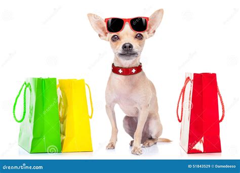 Can Dogs Go Into The Mall at Blanca Wilkerson blog