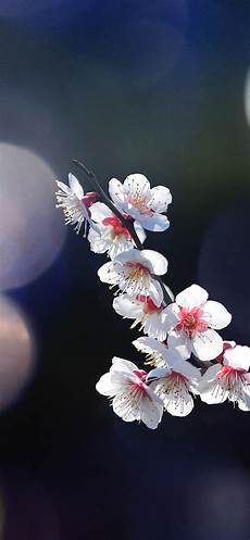 Iphone X Wallpaper Flower by 60 Wallpaper Flowers Images On Wallpapersafari Iphone X Wallpaper Flower