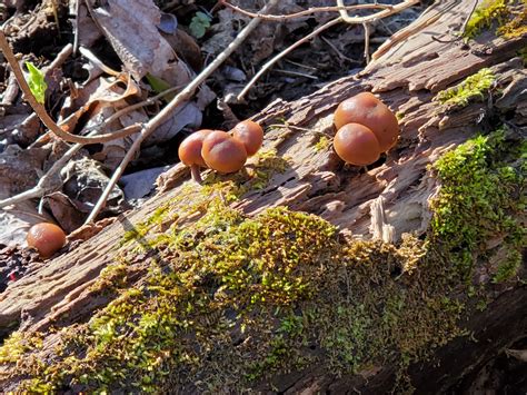 Bumps on a log. NE Ohio : r/mycology