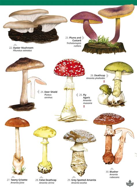 Names Of Fungi