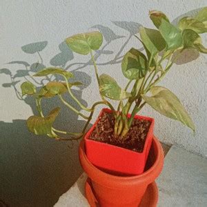 Cloud Farm Money Plant Price in India - Buy Cloud Farm Money Plant ...