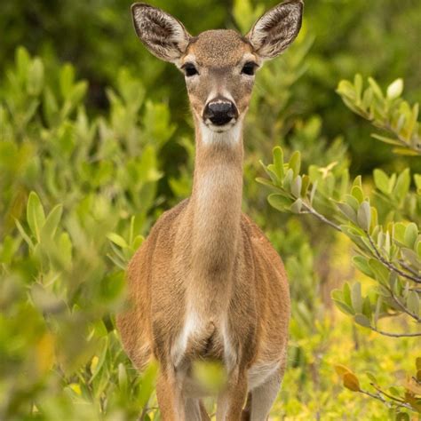 Species Overview — Florida Keys Wildlife Society