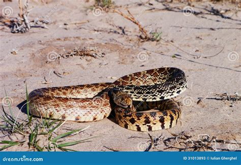 Bullsnake (Pituophis Catenifer Sayi) Stock Image - Image of missouri ...