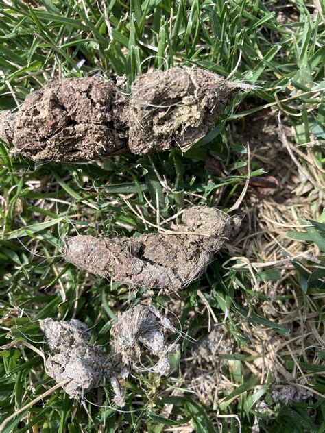 Is it coyote poop- part 2 : r/AnimalTracking