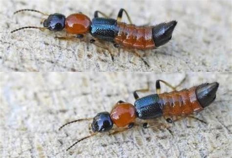 夏天碰到这种虫子 千万不能拍死-新闻中心-温州网