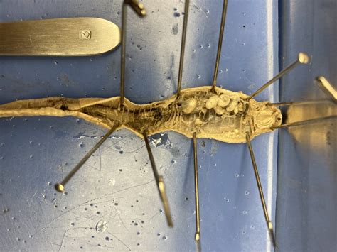 Image result for Free Virtual Earthworm Dissection Lab