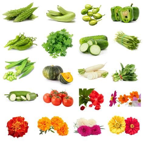Buy Rainy Season Vegetable and Flowers Mixed Seeds Kit Online_ Organic ...