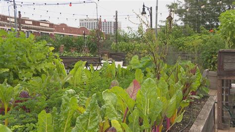 Organic Gardens in Chicago Provide Fresh Produce, Opportunities ...