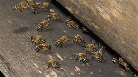 Do Bees Have Knees? | How Do They Function?
