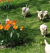 Image result for Spring Pets