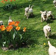 Image result for Bing Spring Pets
