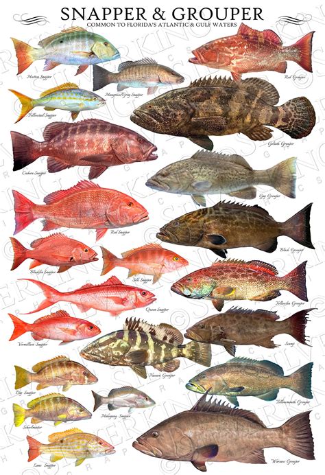 24 X 36 Snapper & Grouper Species ID Poster, Fish ID Chart, Snapper ...