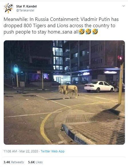 No, Putin Has Not Left 800 Lions on Russian Streets to Ensure Lockdown ...