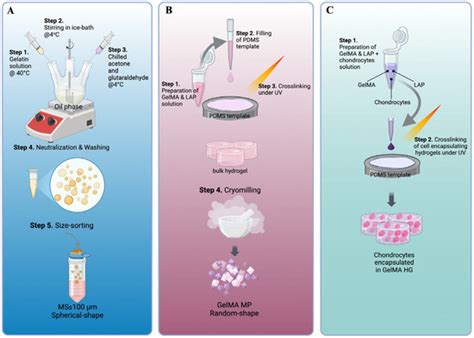 Expansion and Delivery of Human Chondrocytes on Gelatin-Based Cell Carriers