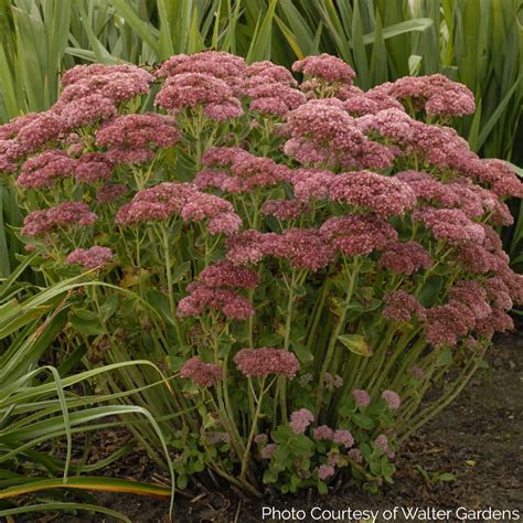 Sedum 'Autumn Fire' - Autumn Stonecop | New Blooms Nursery