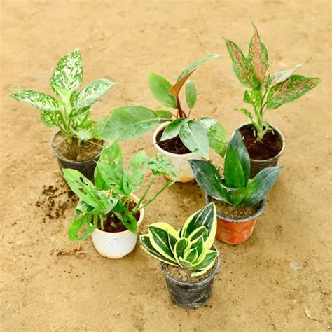 Mphmi Pune Plants Live Season Indoor Set of 6 Monstera Broken Heart ...