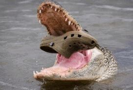 Image result for Exploding Alligator GIF